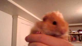 Buster the hamster singing cutie pie song [upl. by Aihsele]