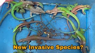 New invasive lizards Populate Florida’s ecosystems What are they [upl. by Kiryt]