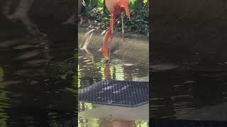 Pink Flamingo drinking water birdwatchinglife birdenthusiast [upl. by Cavanagh]