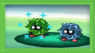 LIVE Shiny Tangela after 3952 REs in Black [upl. by Sanborn]