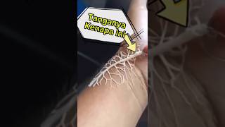 Berbahaya 😱⁉️ Mahluk Ini Ternyata Predator ‼️ faktaunikhewan animals faktaduniahewan [upl. by Dalila935]