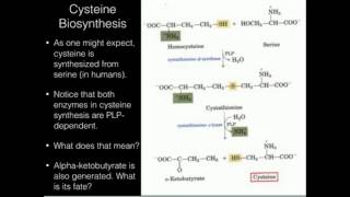 Cysteine Biosynthesis [upl. by Siuqram]