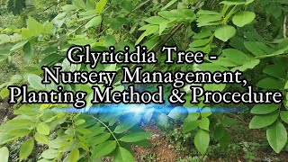 Glyricidia Gliricidia sepium MultiPurpose Tree  Nursery Management Planting Method amp Procdure [upl. by Nnylatsirk782]