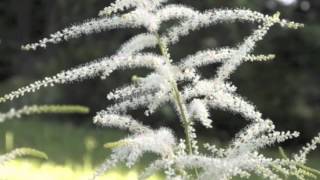 Aruncus dioicus Goats Beard [upl. by Haibot678]