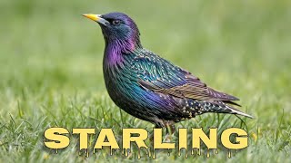 Common starling sounds starling call [upl. by Ahsinan]