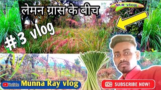 लेमन ग्रास  नींबू घास के बीच  Lemon grassNimbu Ghass seed kheti lemon grass Munna Ray3 vlog [upl. by Loren673]