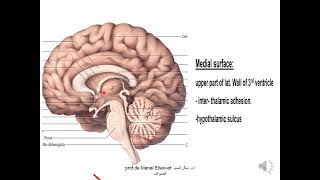 Diencephalon 1 thalamus  ProfDr Manal Elsawaf [upl. by Eemaj]