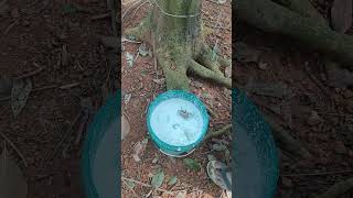 Natural Rubber latex extraction from rubber tree Hevea brasiliensis The Great Time  KK shorts [upl. by Clough]