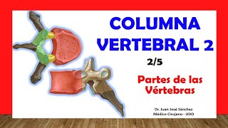 🥇 COLUMNA VERTEBRAL 25  Partes de las Vértebras Típicas Fácil y Sencillo [upl. by Ayanej]