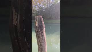 Mondo Pesca  Sul Naviglio grande a Fiesso d’Artico  Venezia  Speciale scalarina [upl. by Aikenat]