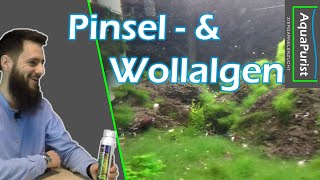 Algen Faden Pinsel amp Wollalgen loswerden [upl. by Hadeehsar638]