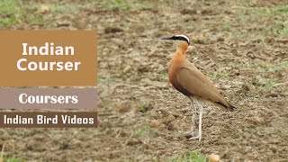 The Indian Courser Cursorius coromandelicus [upl. by Obocaj429]