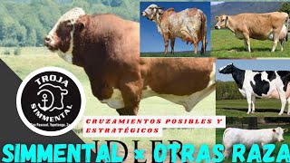 SIMMENTAL Y CRUZAMIENTOS ganado ganaderia ganaderos simmental [upl. by Eillah]