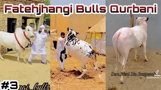 Qurbani Bulls TikTok Fatehjhangi Beautiful Bulls part 3 [upl. by Naitsabes]