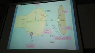 UrquizaFarmacología I Neurovegetativo  clase 12 parte 1 [upl. by Enneirb]