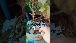 Eggshells Diy for healthy plants ashortaday rooftopgardeningwithsony [upl. by Aiouqes562]