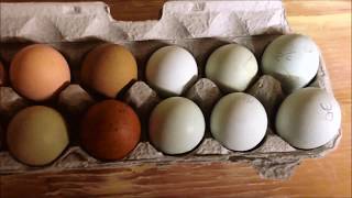 How to Candle Dark Eggs  Candling Marans and Olive Eggers [upl. by Leacim587]