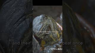 video shorts turtle [upl. by Theda929]