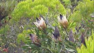 Cape Sugarbird feeding on Protea [upl. by Odell]