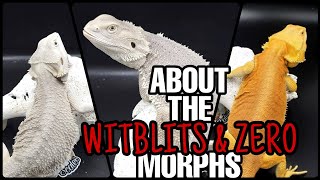 Bearded Dragon Genetics  The WITBLITS amp ZERO Morph [upl. by Izogn]