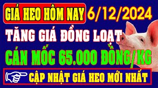 Giá heo hơi ngày 6122024  TĂNG GIÁ CÁN MỐC 65000 ĐỒNGKG [upl. by Hennessy725]