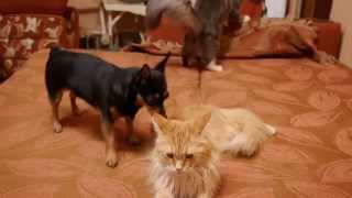 Maine Coon Cat Video  Big Maine Coon vs Little Dog [upl. by Kelley362]