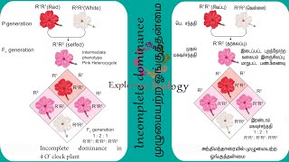 Incomplete dominance in tamil முழுமை அற்ற ஓங்குத் தன்மை intragenic interactions [upl. by Aderfla]