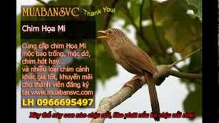 Chim Họa Mi Mái Xùy  web hoichimcanhcom [upl. by Claudian230]