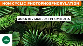 NONCYCLIC PHOTOPHOSPHORYLATION NEET PHOTOSYNTHESIS LIGHT REACTION ZSCHEME QUICK REVISION [upl. by Julietta]