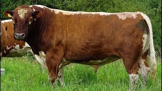 Irish Moiled Cattle  Everything You Need To Know [upl. by Elleahcim820]