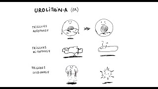 Got Inflammation Discover Urolithin A [upl. by Rowland]