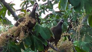 ARACUÃDOPANTANAL casal ORTALIS CANICOLLIS CHACO CHACHALACA CHARATA Aves silvestres [upl. by Meeker]