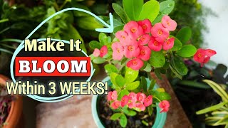 Make Your Crown of Thorns Plant BLOOM Only in 3 WEEKS Euphorbia Milii Plant Care [upl. by Nayb]