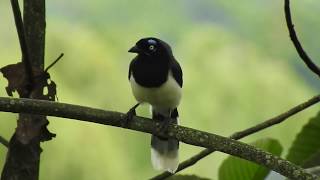 CARRIQUÍ PECHIBLANCO l Cyanocorax affinis l Emplumagem [upl. by Aonian]