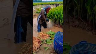 video satisfying agriculture farming shorts agriculture modern technology trending agro [upl. by Ymmak]