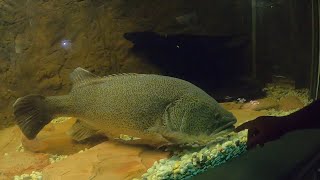 Narrandera amp Wagga Wagga fishing amp exploring Year 1 Episode 16 Travelling Australia [upl. by Lambard]