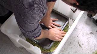 Making Oil Olive Part 1 [upl. by Sibel406]