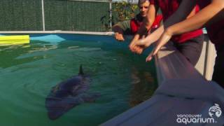 Update on baby harbour porpoise Daisy [upl. by Sheryle925]