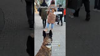 ExPolizeihund vermisst seinen Job 👮🏻‍♂️🐕‍🦺 Deutschland Polizei Hund [upl. by Weathers711]