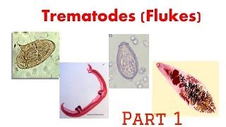 Trematodes  Intro schistosoma microbiology trematode pathology [upl. by Jerrome]