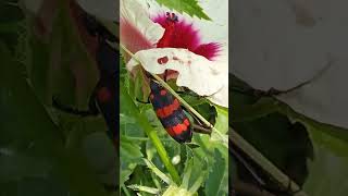 Flower Eating Insect insects insectworld insectlovers insectlife insectlover natureinsects yt [upl. by Nnaeiram]