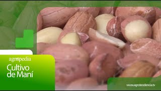 Agro en 2 minutos  CULTIVO DE MANÍ 🥜 [upl. by Tivad]