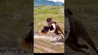 Red Fox catch bird viral videoredfox bird shortvideoviral [upl. by Acnaiv]