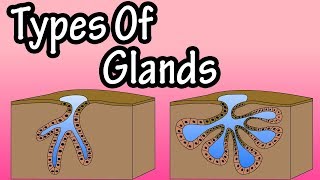 Glands  What Are Glands  Types Of Glands  Merocrine Glands  Apocrine Glands  Holocrine Glands [upl. by Lenno]