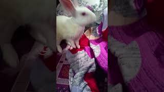 Rabbit love🐇🐇ytmusicdoseytmusic youtubeshortsytmusic youtube love ❤️❤️❤️❤️❤️ [upl. by Yssis]