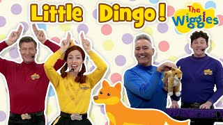 Little Dingo  The Wiggles  Live from Hot Potato Studios  Kids Songs [upl. by Irot82]