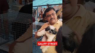 Galiff Street Pet Market। Dog Market shorts Dog petmarket galiffstreet [upl. by Thedrick]