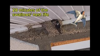 28 minutes of the swallows nest life swallow birds [upl. by Mickey]