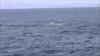 Sperm whales mating  Pottwal Paarung [upl. by Ailemaj862]