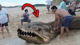 9 CRIATURAS MISTERIOSAS DO FUNDO DO MAR CAPTURADAS POR CÂMERAS [upl. by Iinden]